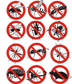 obtener un precio de una empresa de exterminio que puede retiro las abejas de su hogar o negocio en Tennessee y ayudarle a prevenir futuras infestaciones